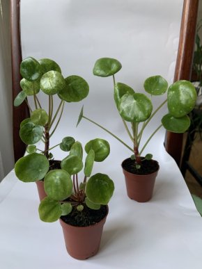 Sada 3x Pilea