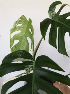 Monstera variegata