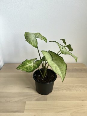 Syngonium White Butterfly