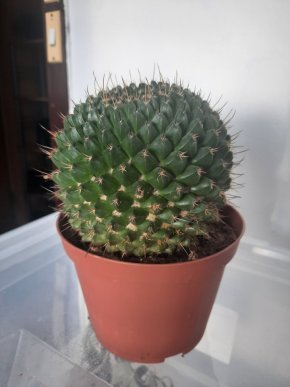 Velký kvetoucí kaktus Mammilaria