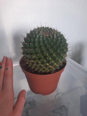 Kvetoucí kaktus mammilaria