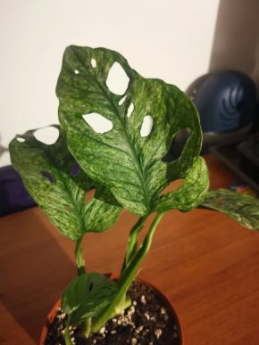 Monstera sp aff lechleriana mint řízek