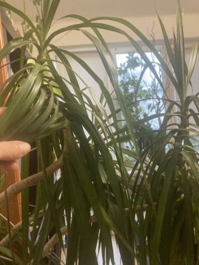 Dracena