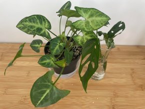 Monstera Laniata & Syngonium Pixie