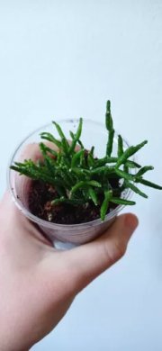 Rhipsalis 3#