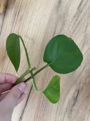 IMG_1539.jpeg