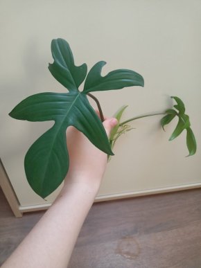 Philodendron pendatum