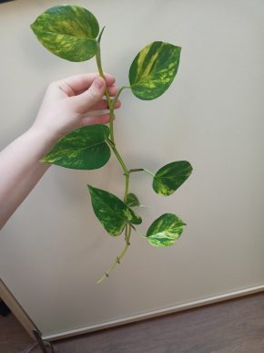 Epipremnum