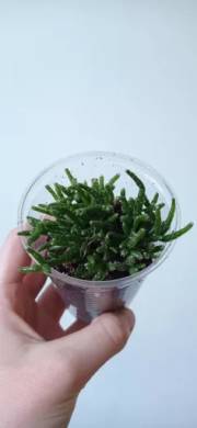 Rhipsalis 1#
