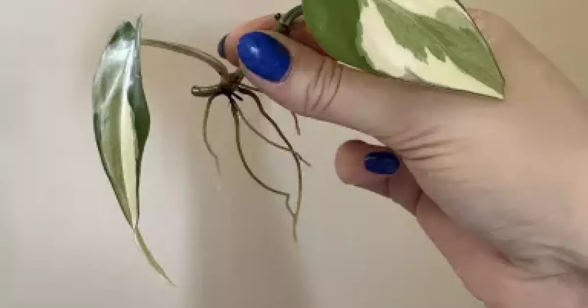 Philodendron Rio Rotten Philodendron Rio | Aukce rostlin