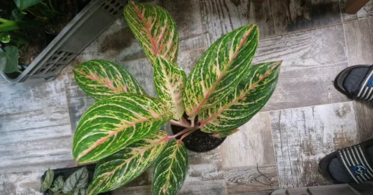 Aglaonema Cocomelon | Aukce rostlin