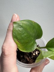 IMG_9167.jpeg