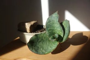Tchynin jazyk, Sansevieria