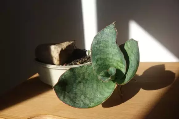 bonsai 1.webp