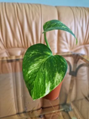 Epipremnum aureum