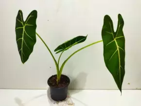 Alocasia Frydek