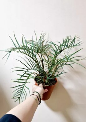 Philodendron Tortum