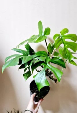 Rhaphidophora Tetrasperma ala Monstera Minima