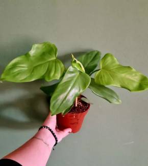 Philodendron Gold Violin