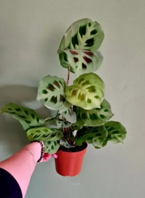 Maranta Kerchoveana