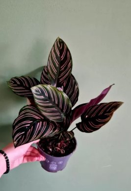 Calathea Sanderiana