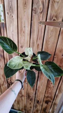 Philodendron Birkin