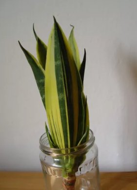 Tchynin jazyk, Sansevieria trifasciata cv. Gold Flame