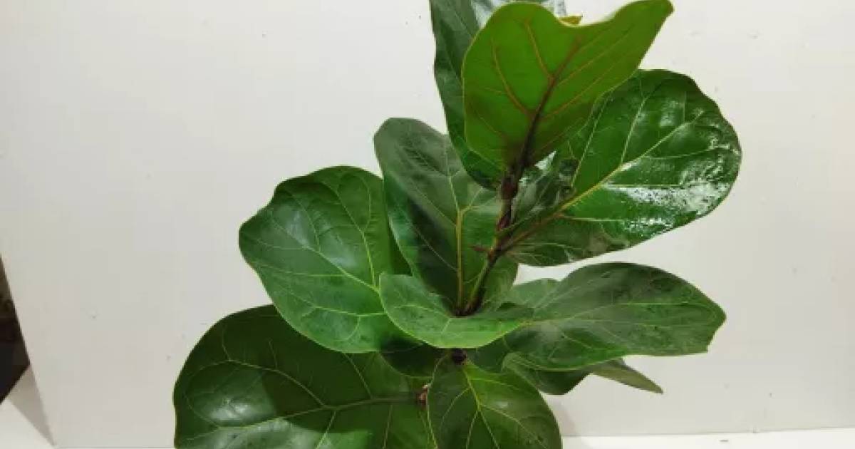 Ficus lyrata | Aukce rostlin