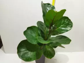Ficus lyrata