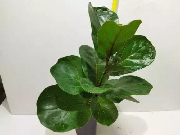 Ficus lyrata.webp