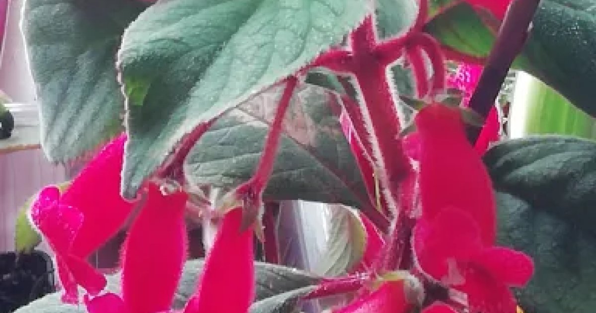 Kohlerie eriantha | Aukce rostlin