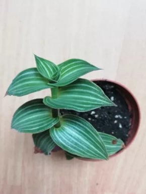 Callisia gentlei var.elegans