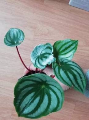 Peperomia argyreia Melounová