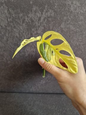 Monstera adansonii variegata