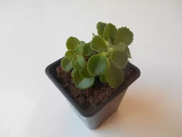 dscn1430.webp