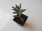 dscn1448.jpg
