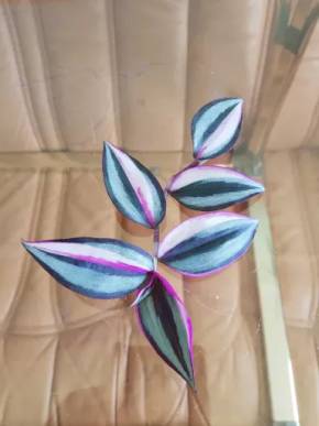 Tradescantia zebrina Quadricolor - řízek