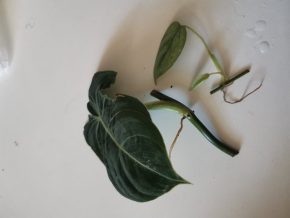Philodendron sodiroi a melanochrysum řízky