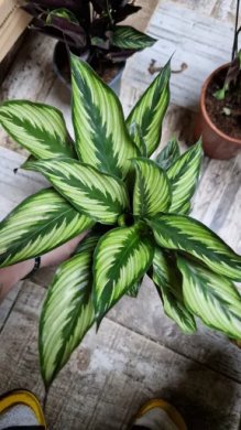 Calathea ornata