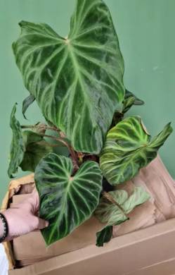 Philodendron Verrucosum