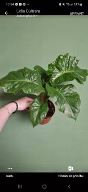Alocasia Slow Rider