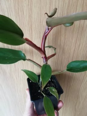 Philodendron
