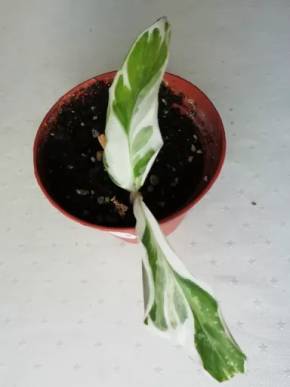Calathea white fusion