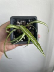 IMG_3954.jpeg
