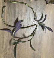 IMG_1655.jpeg
