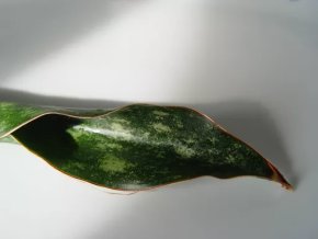 Tchynin jazyk, Sansevieria kirkii var. pulchra
