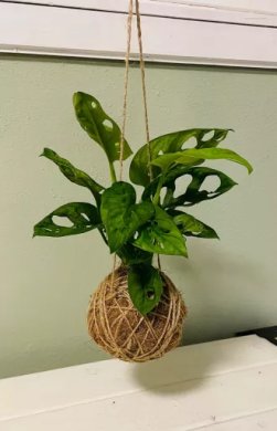 Kokedama Monstera Monkey mask