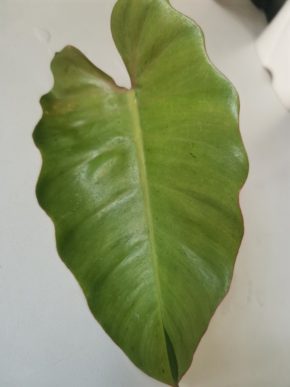 Philodendron snowdrift řízek