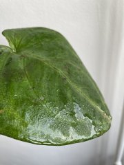 IMG_3995.jpeg