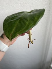 IMG_3994.jpeg